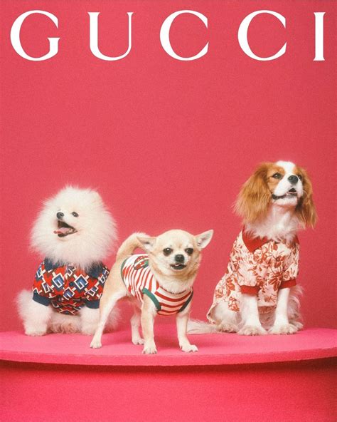 gucci een toy poedeltje|The Gucci Pet Collection is unveiled through a series of pet .